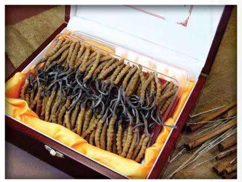 白朗冬虫夏草回收